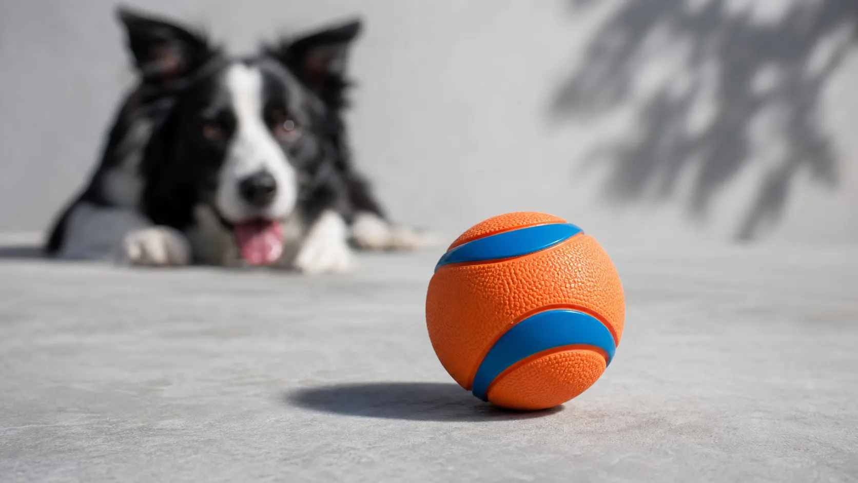 Chuckit! Ultra Ball Dog Toy Review 2026