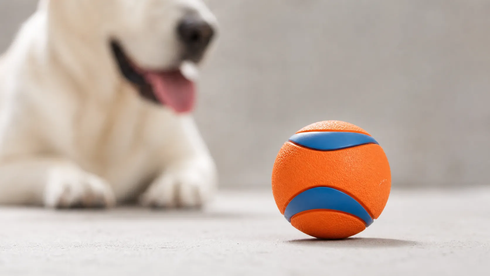 Chuckit! Ultra Ball (Medium) Review — 2026